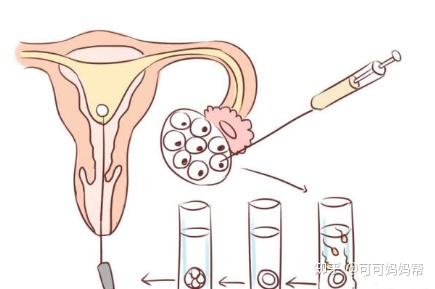 胚胎实验室